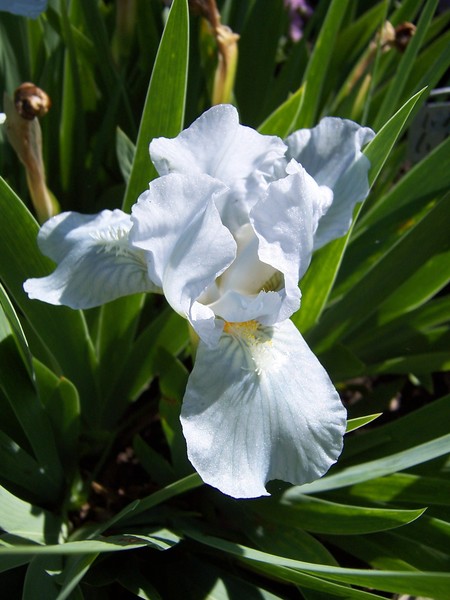 Bright Iris