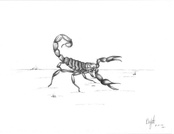 Scorpion