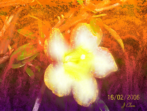 Flower 20