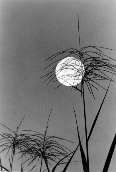 Grass Moon