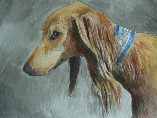 Saluki in watercolor/gouache