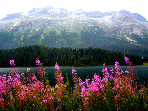 Fireweed at St. Moritz