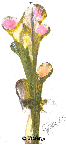 Gladiola