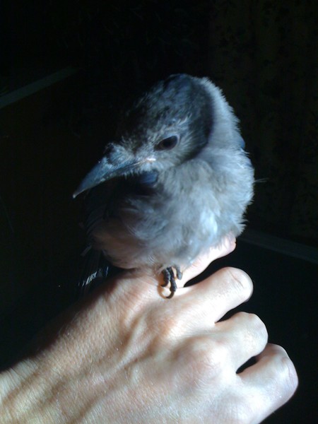 A Bird In The Hand...
