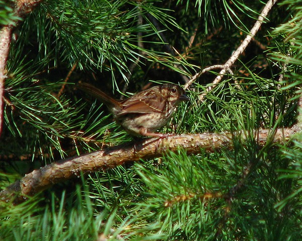 Singing in the pine