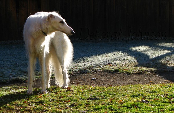 Watch dog!