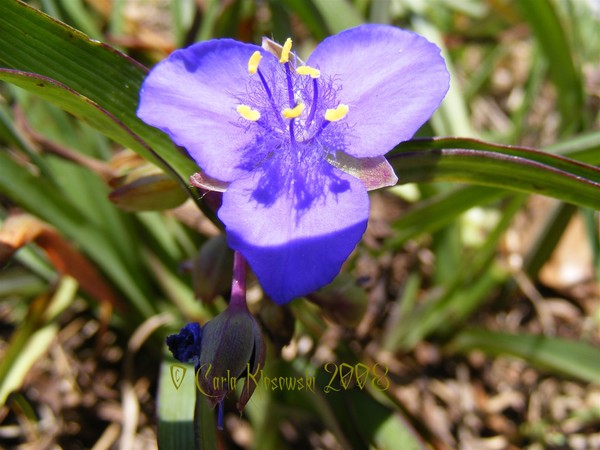 St. Job's Flower