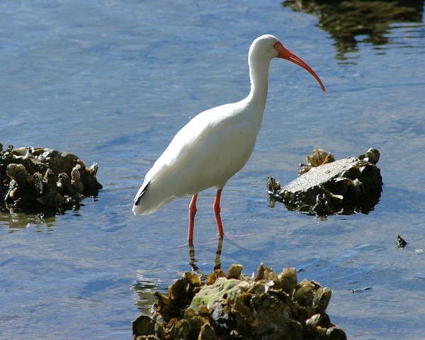 Ibis in oyster patterns
