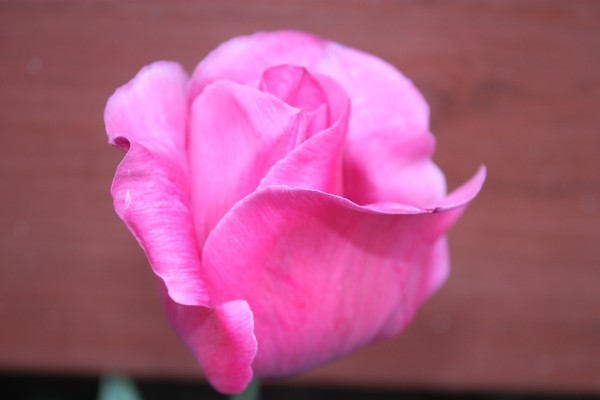 Pink Tulip