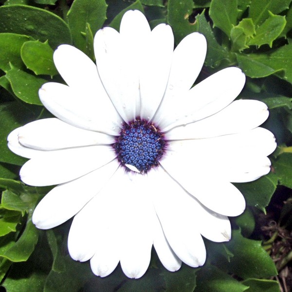 different type of daisy