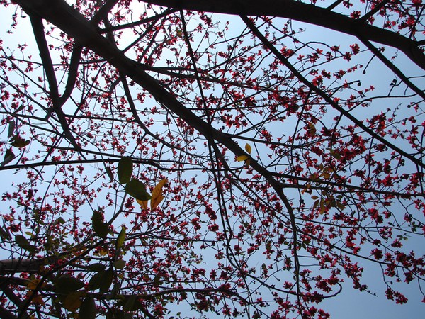 flowering sky