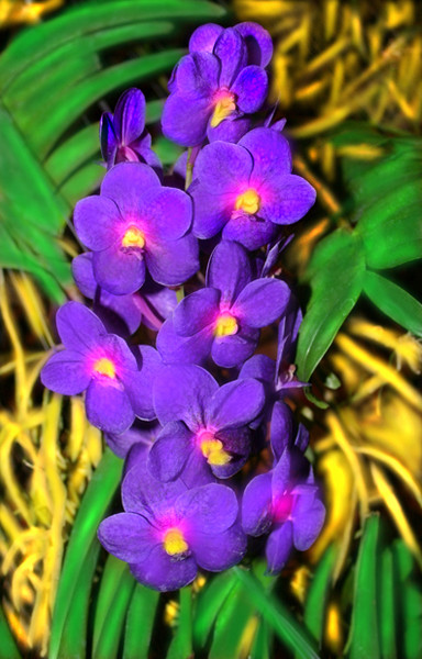Midnight Blue Vandas beckoning.