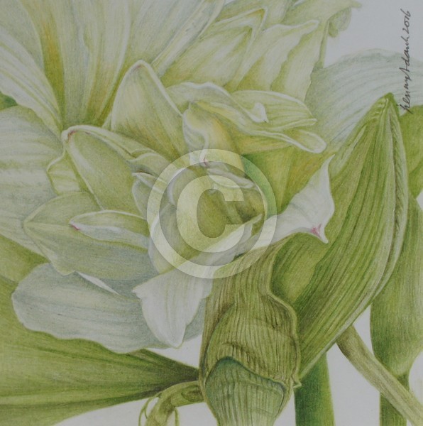 Amaryllis