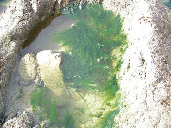A day in the life of a tide pool...