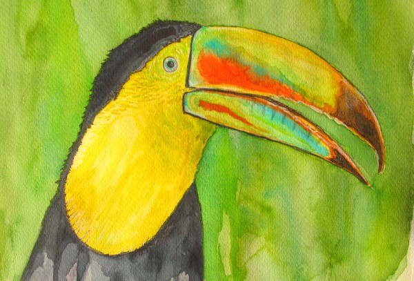 Toucan