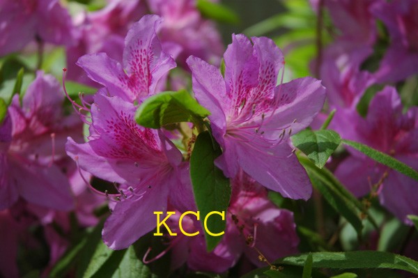 The Color Purple 13