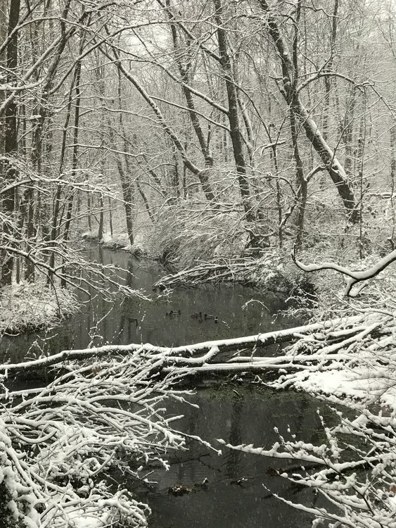 Springbrook snowfall