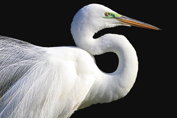 Great Egret