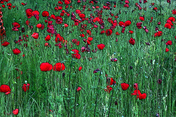 Field of Poppies