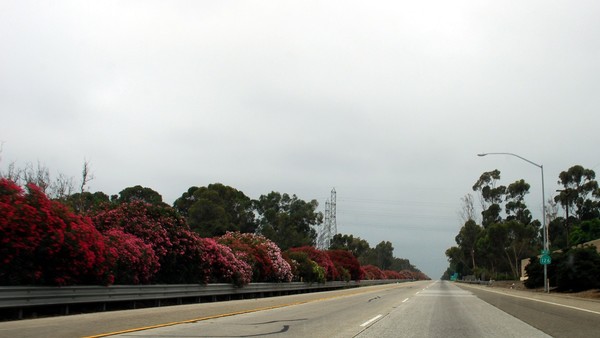 Highway flowers - Ventura, CA