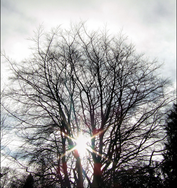 sunlight through the tree