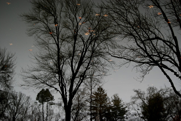 Magic trees