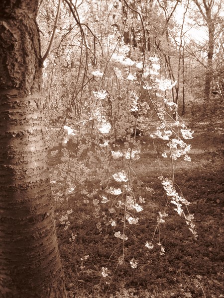 Sepia Blossoms
