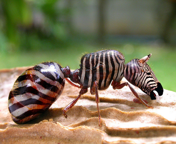 ZebraAnt