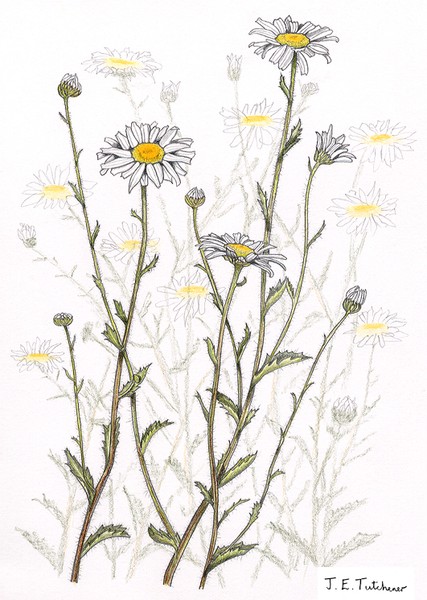 Oxeye Daisies