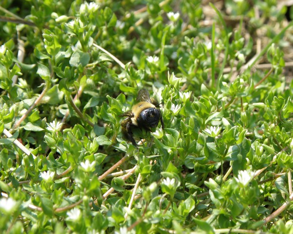 Bee One with it...