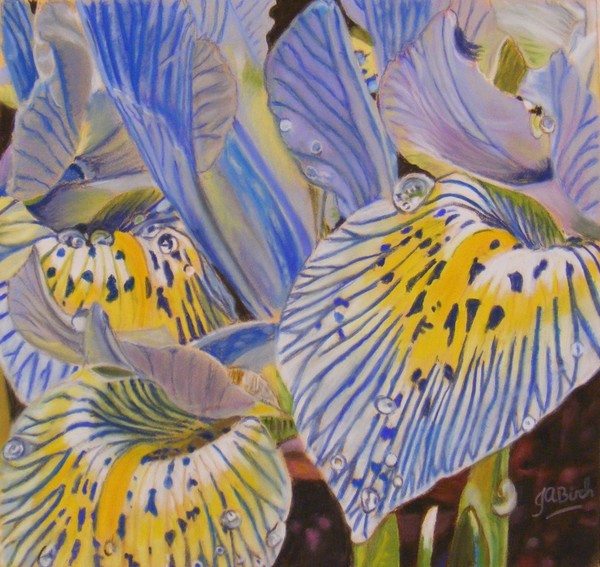 Irises after the rain