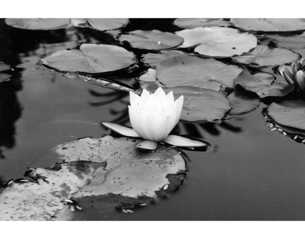Lily