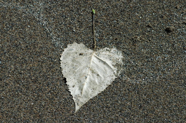 Silver Leaf