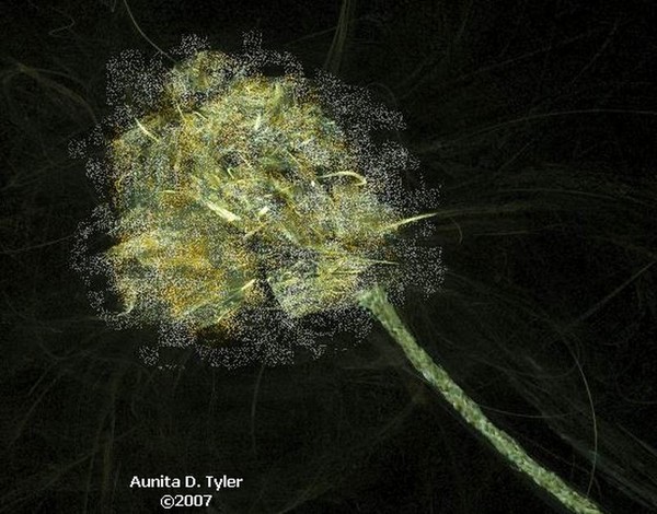 Dandelion