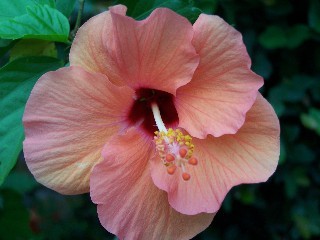 pale pink