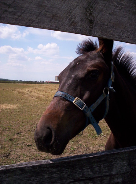 Horse Profile