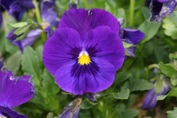 First Flower of Spring 2008