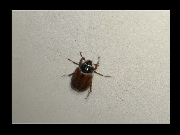 cockchafer