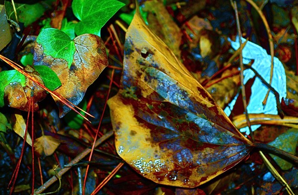Lady Leaves
