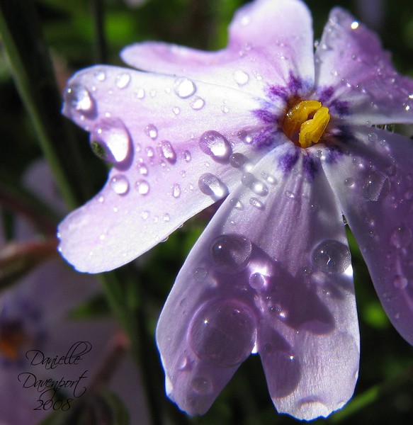 Violet Pinwheel