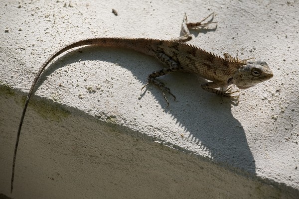 The Lizard King (again)