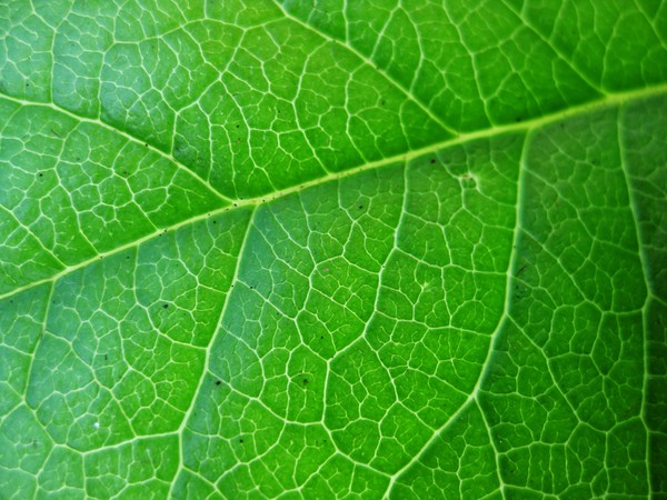 Leaf close up