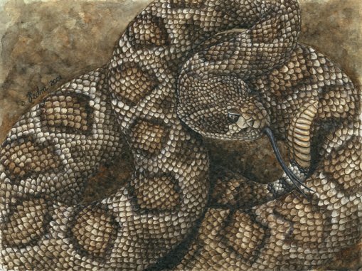 Western diamondback rattlesnake