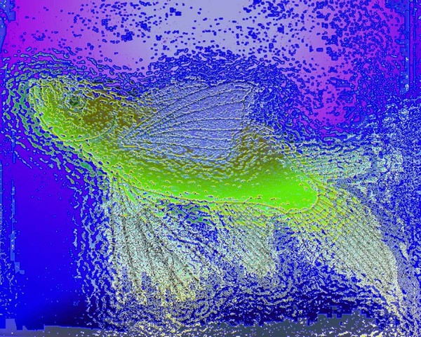 fish in water
