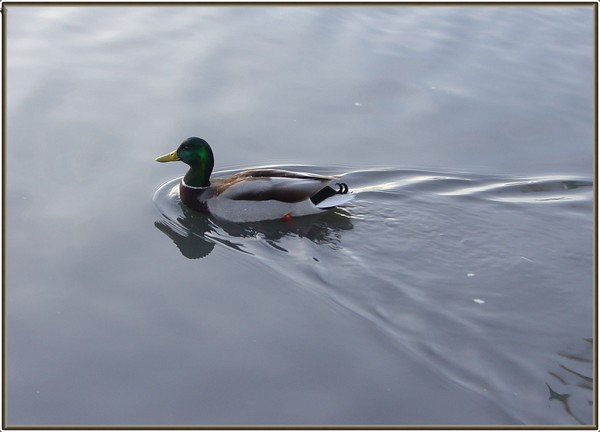 Mallard Duck Visiting California