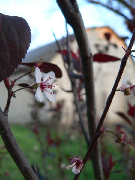Spring in the trees