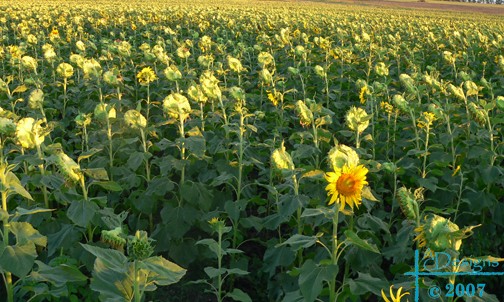 Dare To Be Different