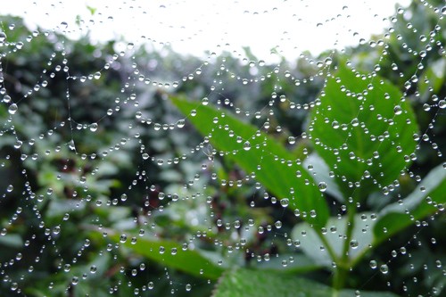 raindrops of 2007