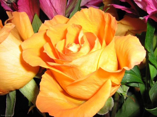 Yellow Rose