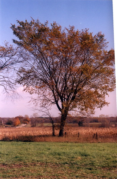 Red Tree
